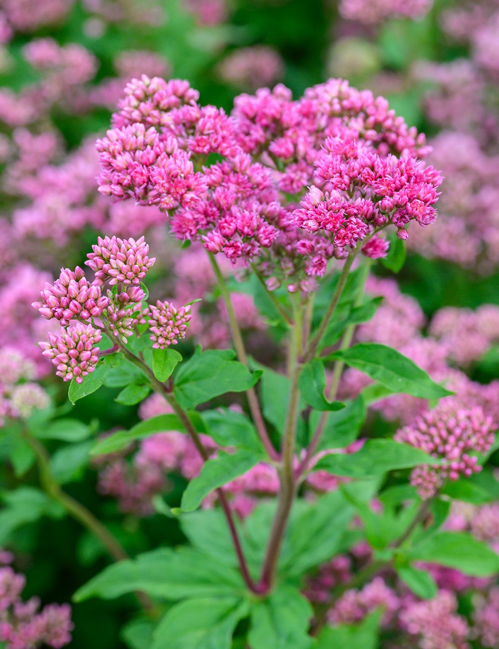 Eupatorium 'Flore Plena'