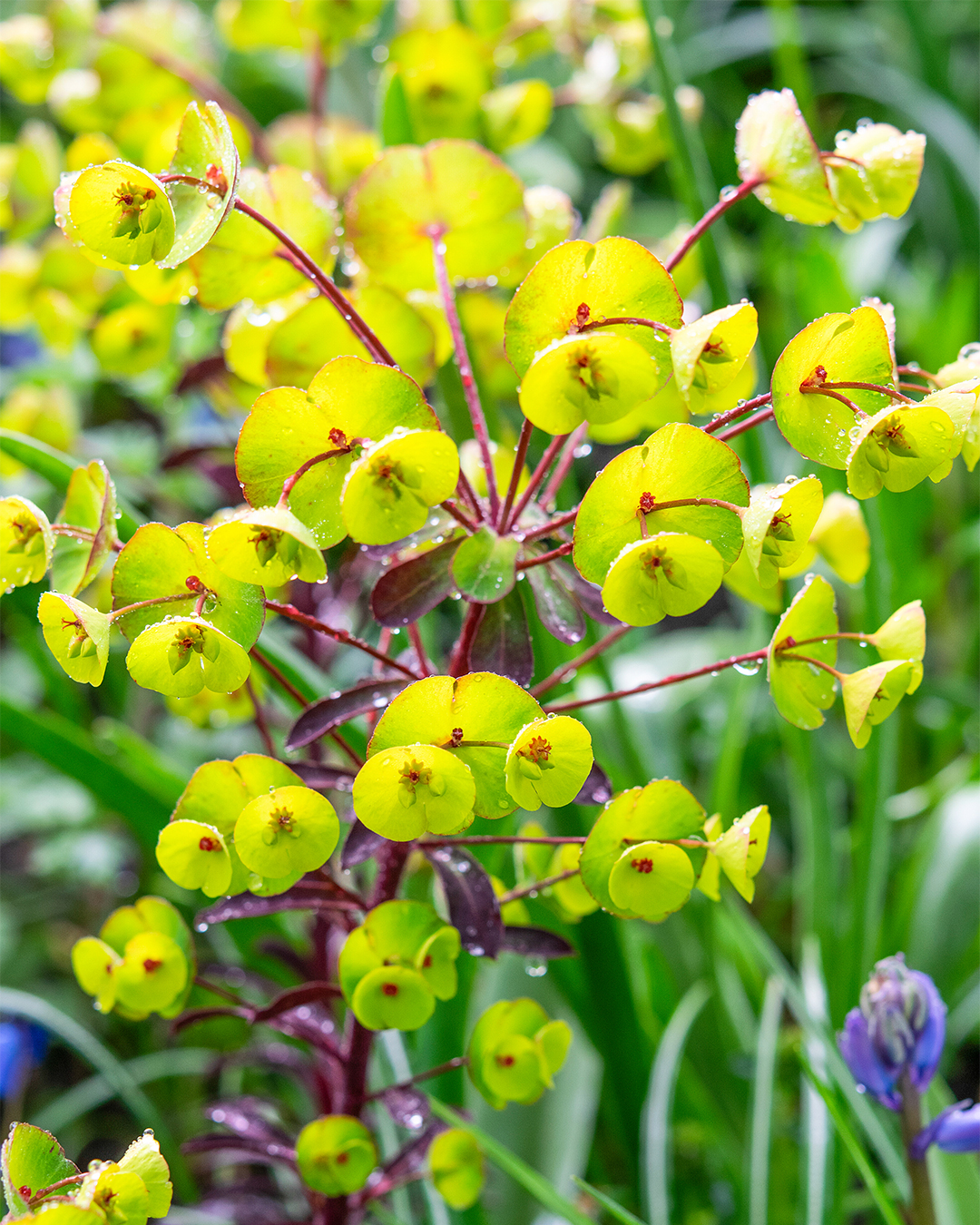 Euphorbia Miner's Merlot