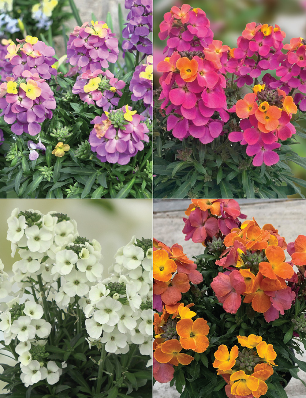 Wall Flowers 'Brightside' Collection