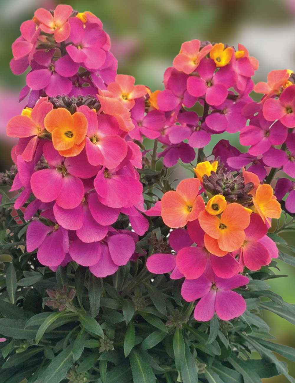 Wall Flower 'Brightside' Fuchsia Glow