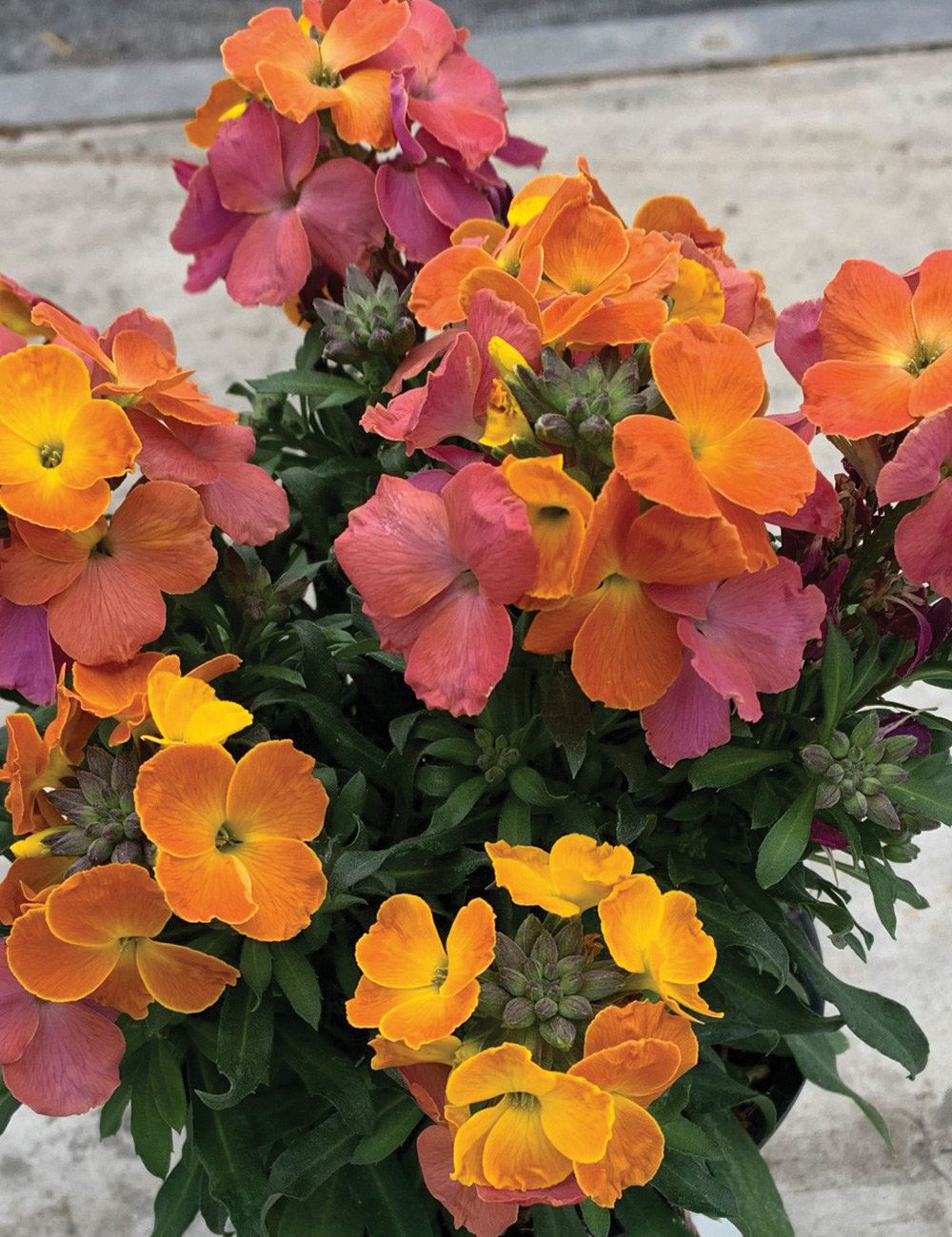 Wall Flower 'Brightside' Orange Glow