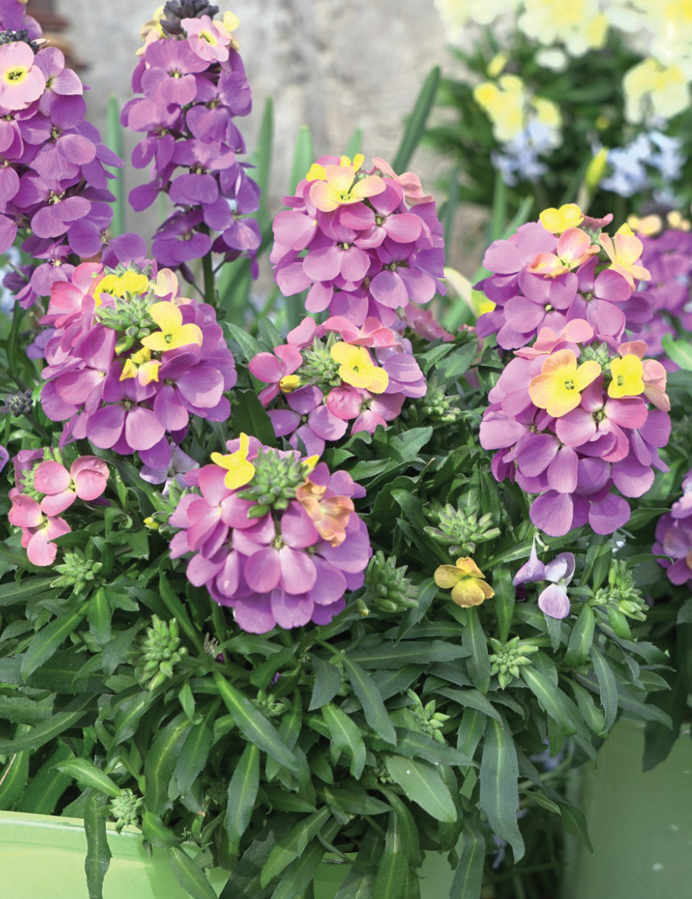 Wall Flower 'Brightside' Purple Glow