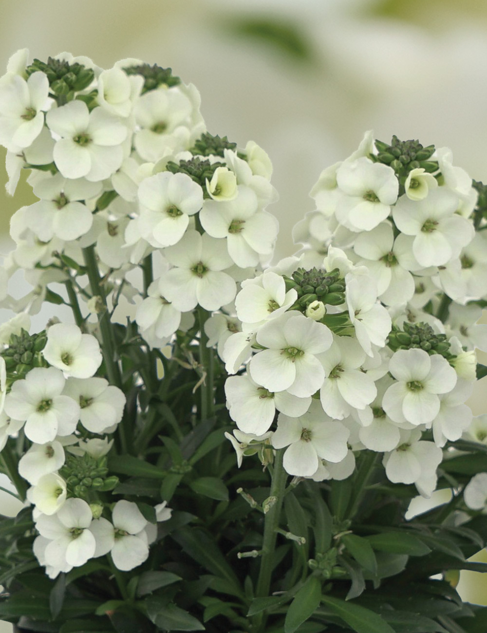 Wall Flower 'Brightside' White