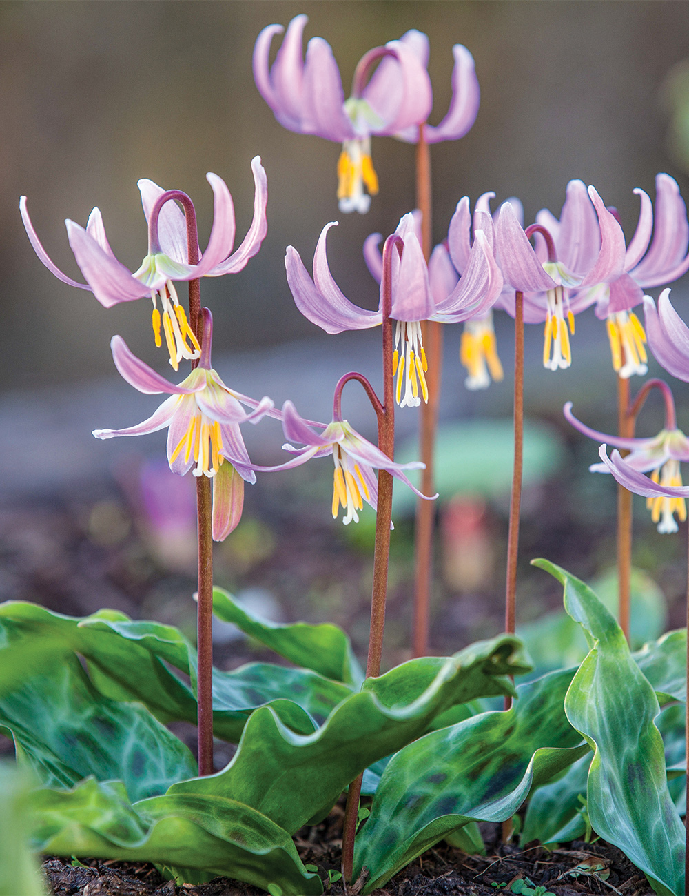 Erythronium 'Rose Beauty'
