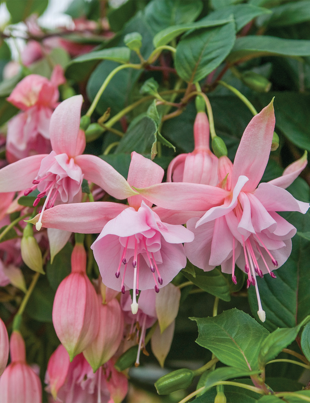Fuchsia 'Acclamation'