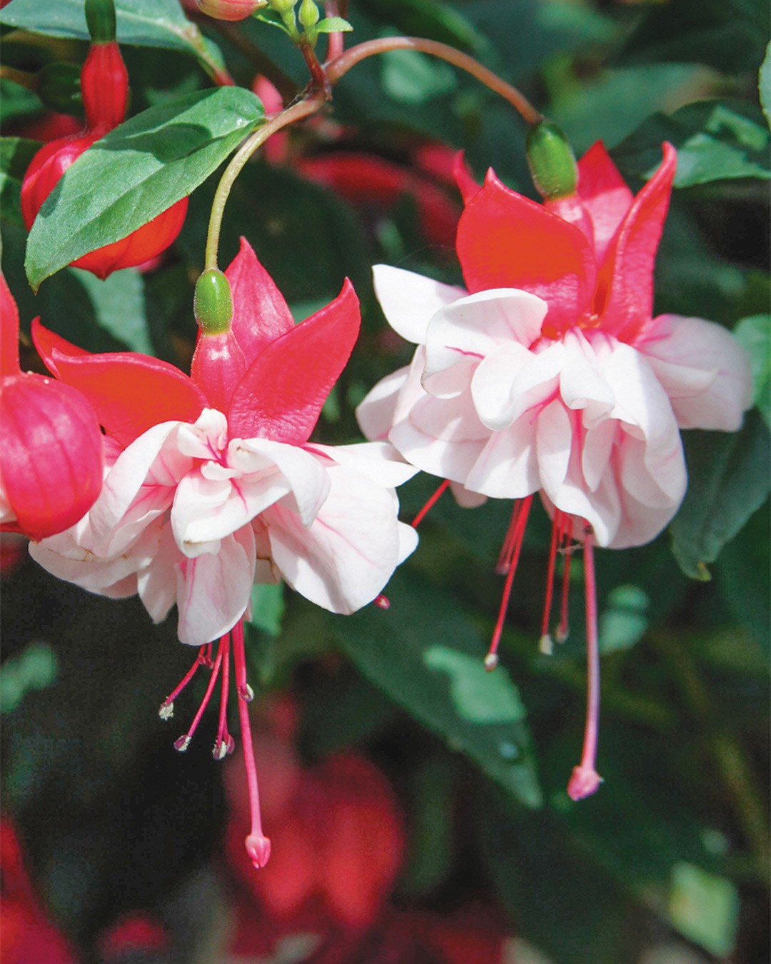 Fuchsia 'Addison Raf'