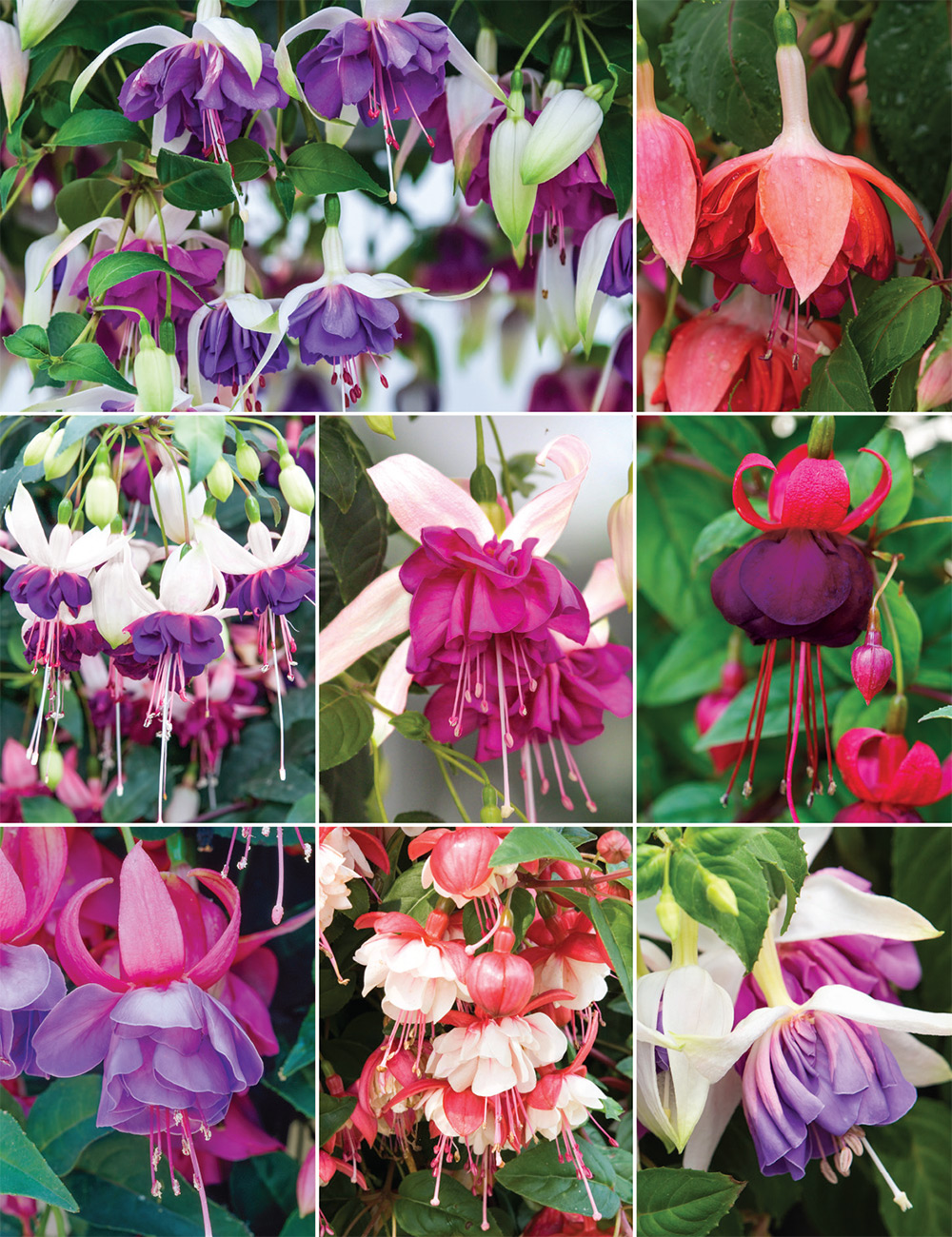 Fuchsias Collection