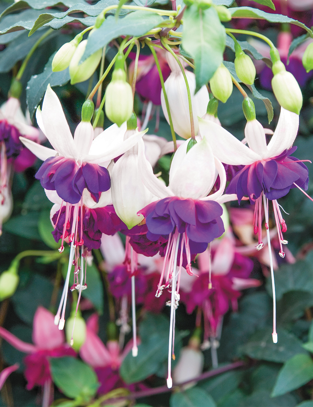 Fuchsia 'Deep Purple'