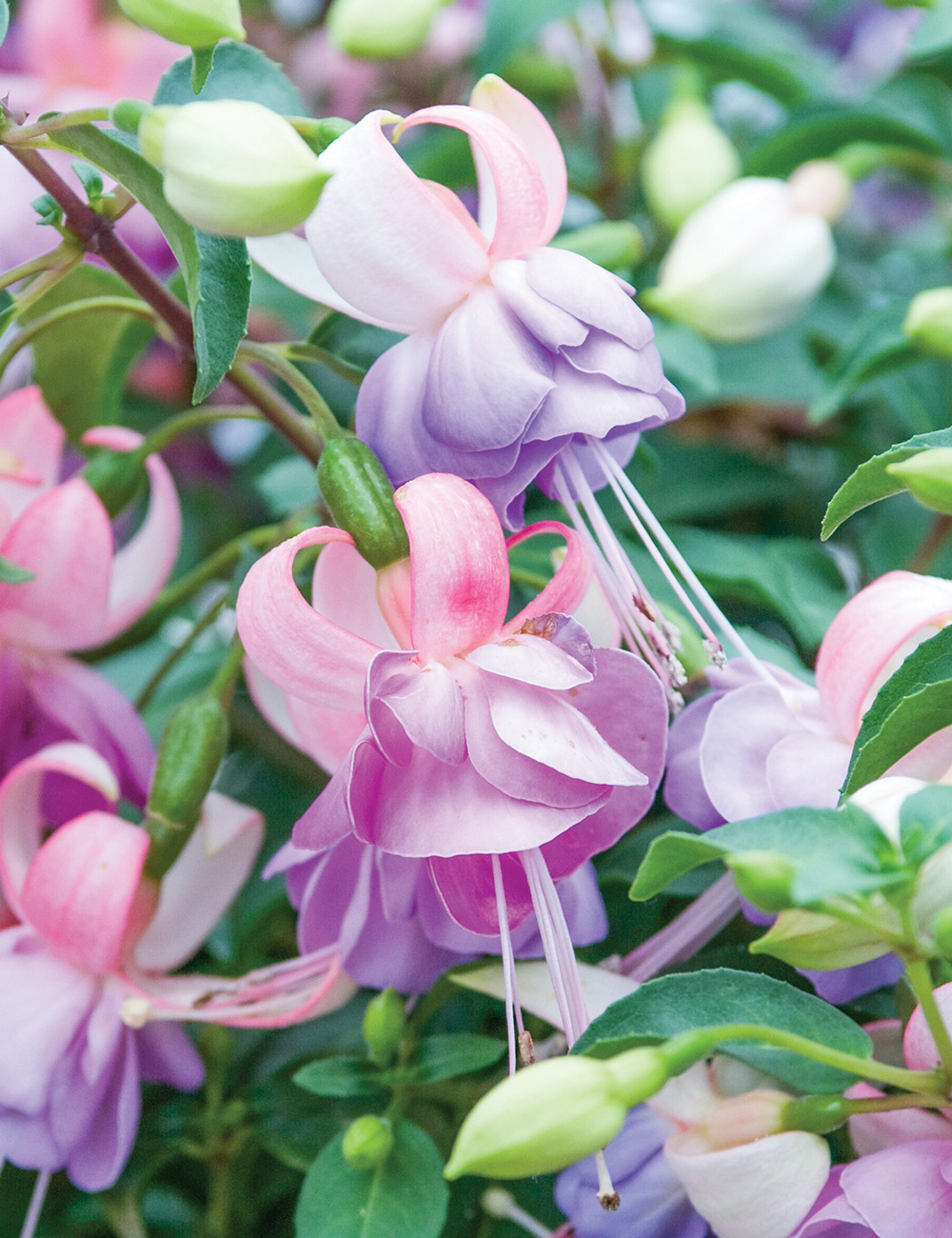 Fuchsia 'Hawaiian Night'