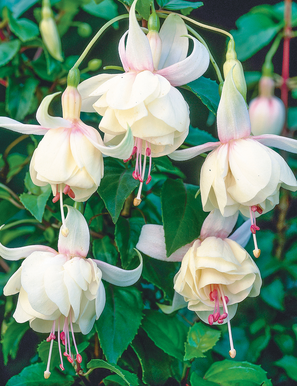 Fuchsia 'Mancunian'