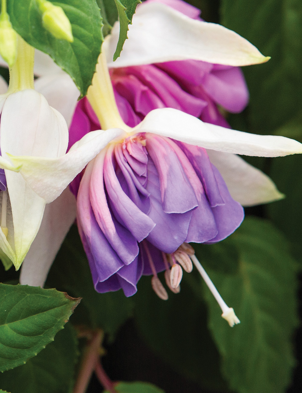 Fuchsia 'Quasar'