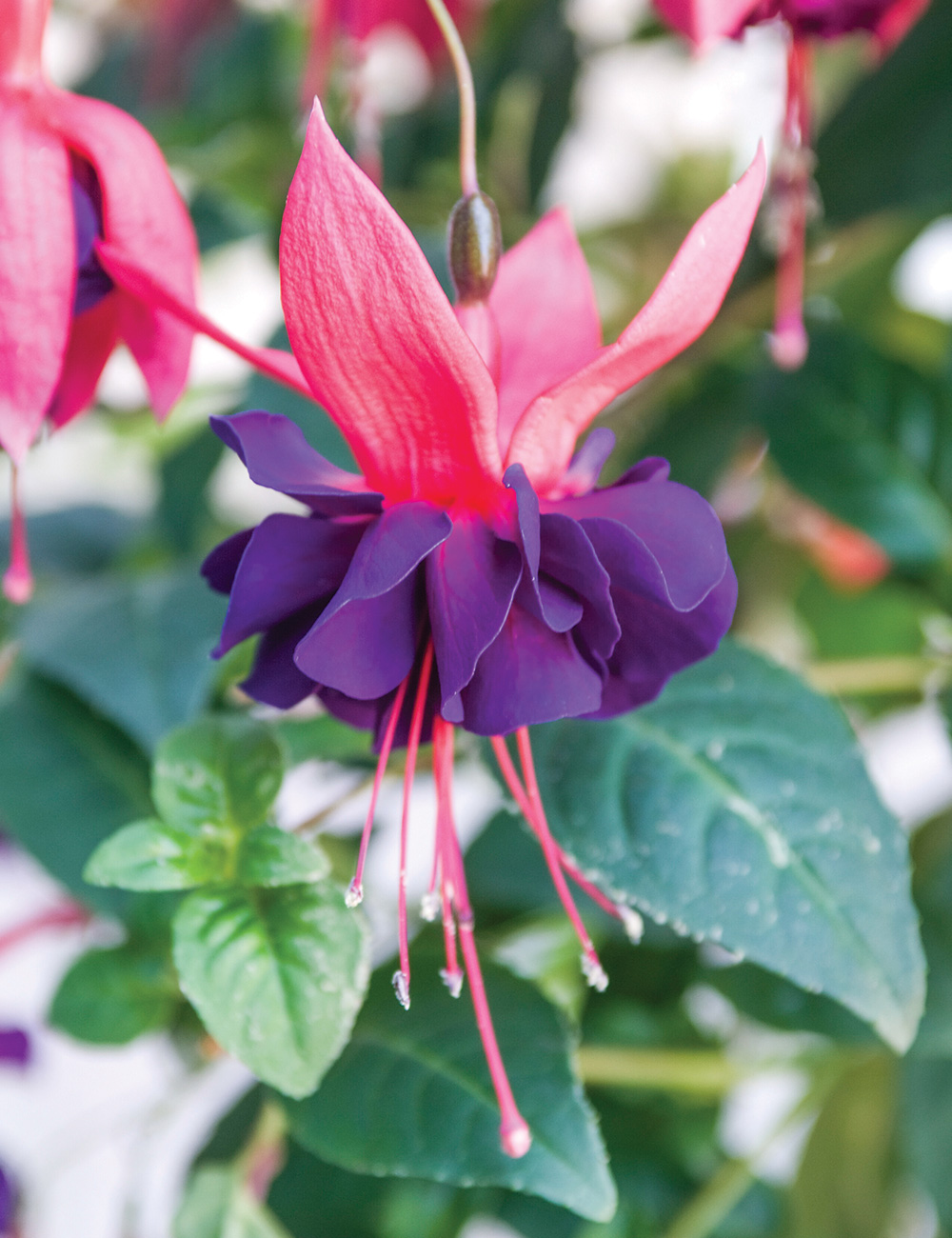 Fuchsia 'Taffeta Bow'