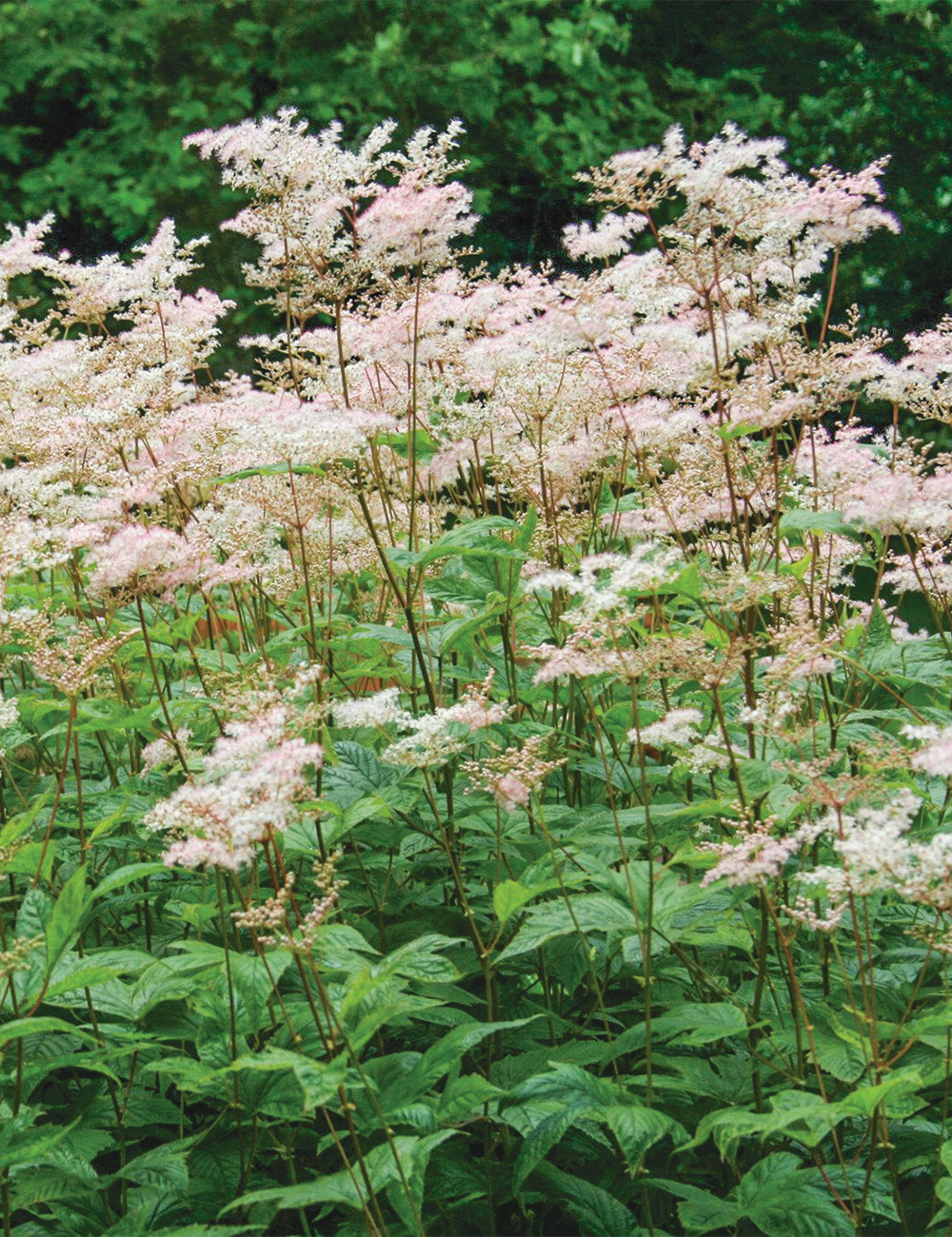 Filipendula 'Variegata'