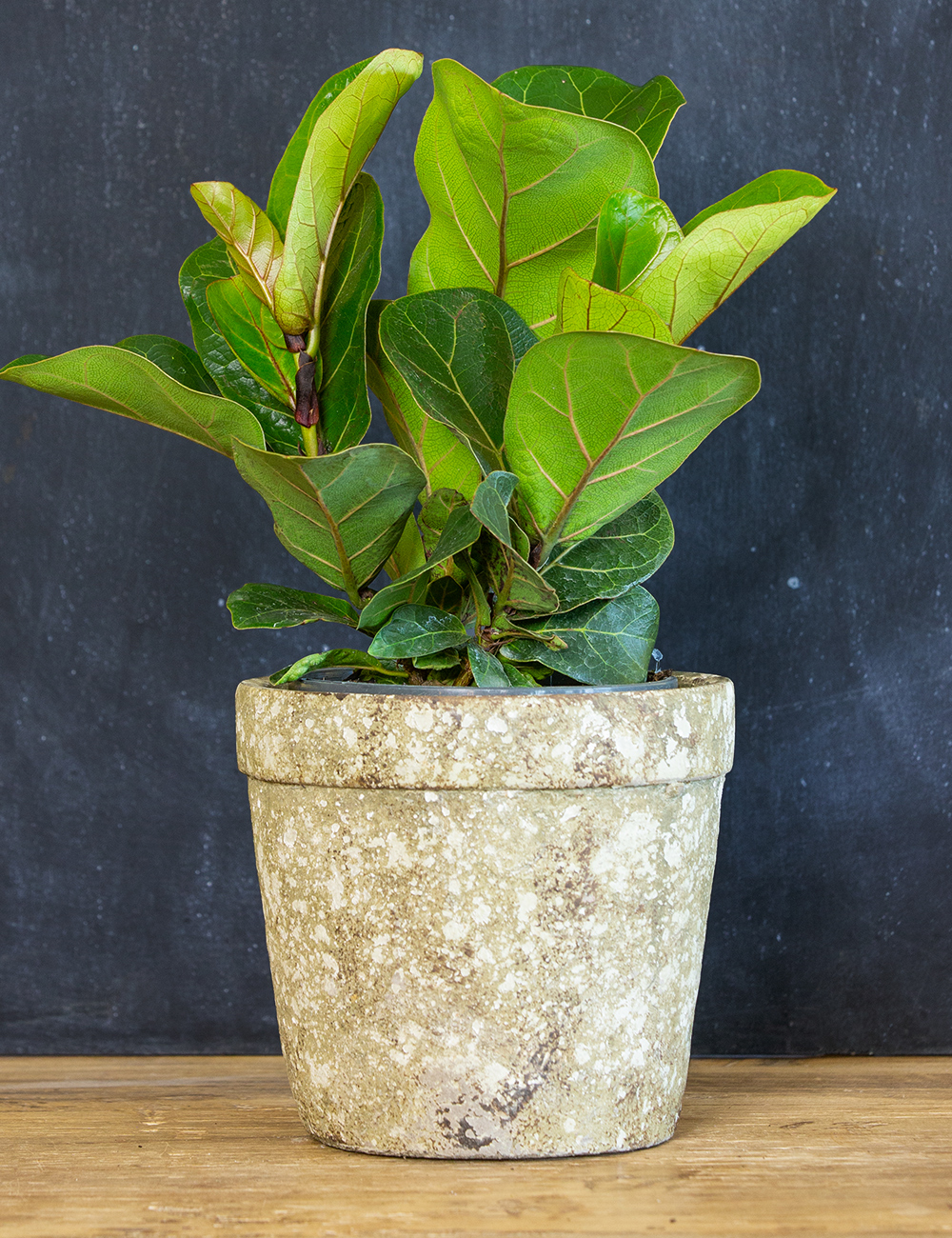 Dwarf Fiddle Leaf Fig 'Bambino'