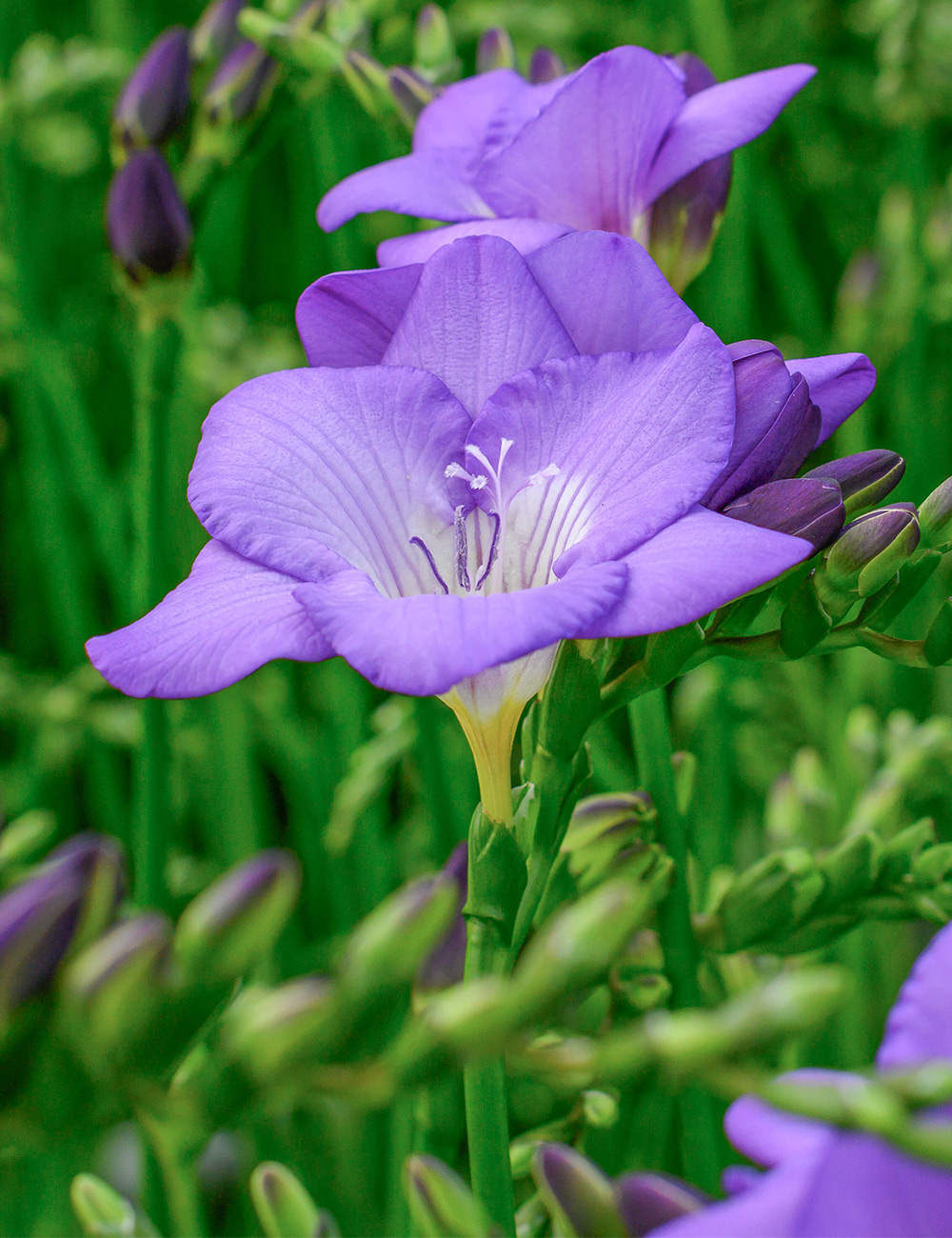 Bergundens Freesia Blue Velvet