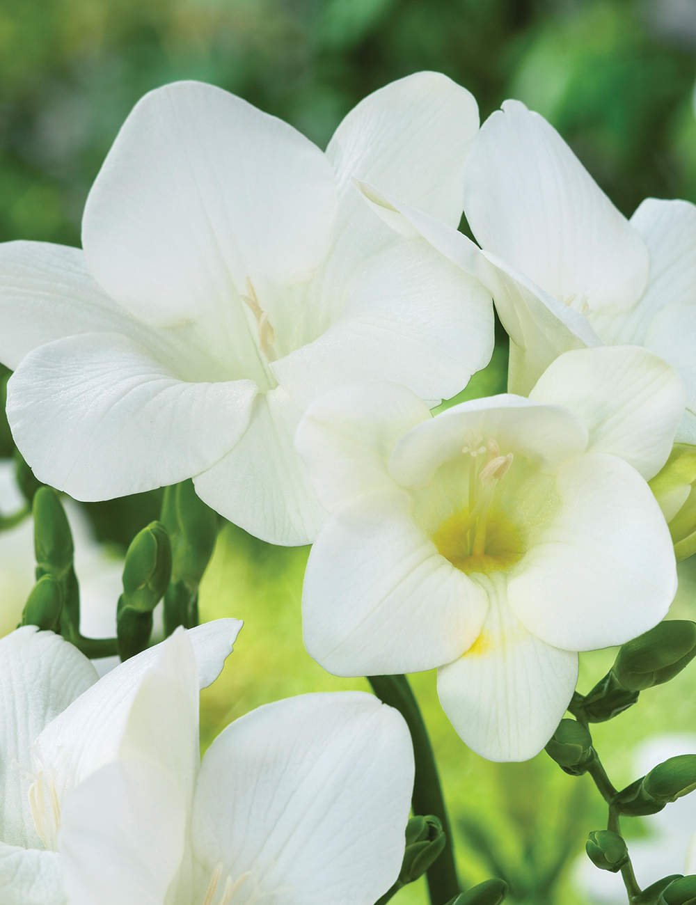 Bergunden Freesias Corvette