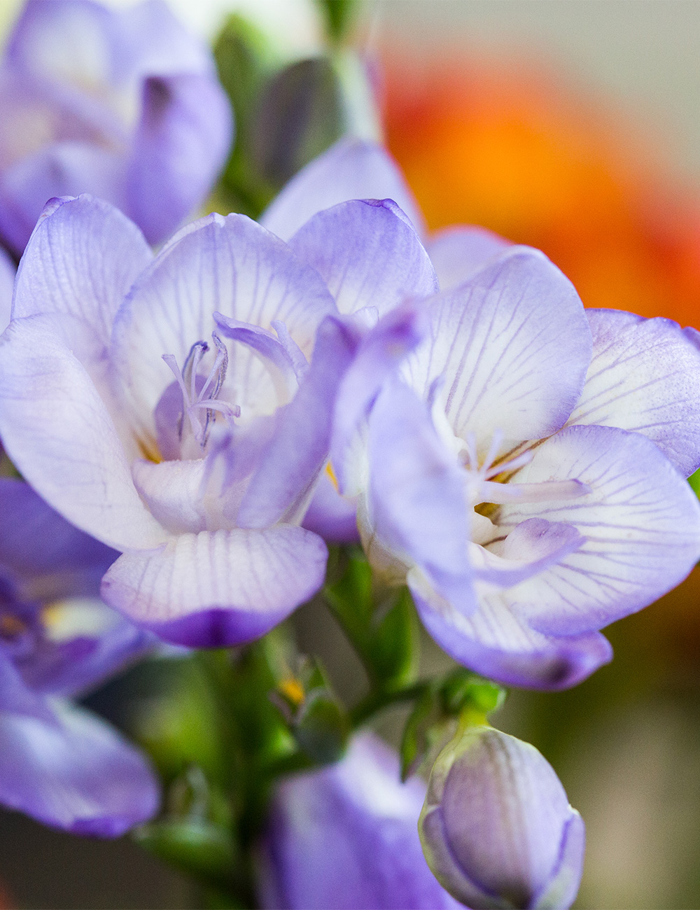 Fantasia Freesia 'Algarve'