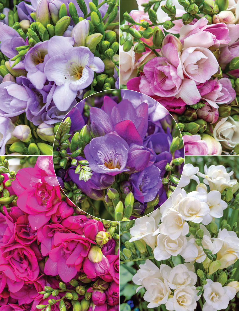 Fantasia Freesias Collection