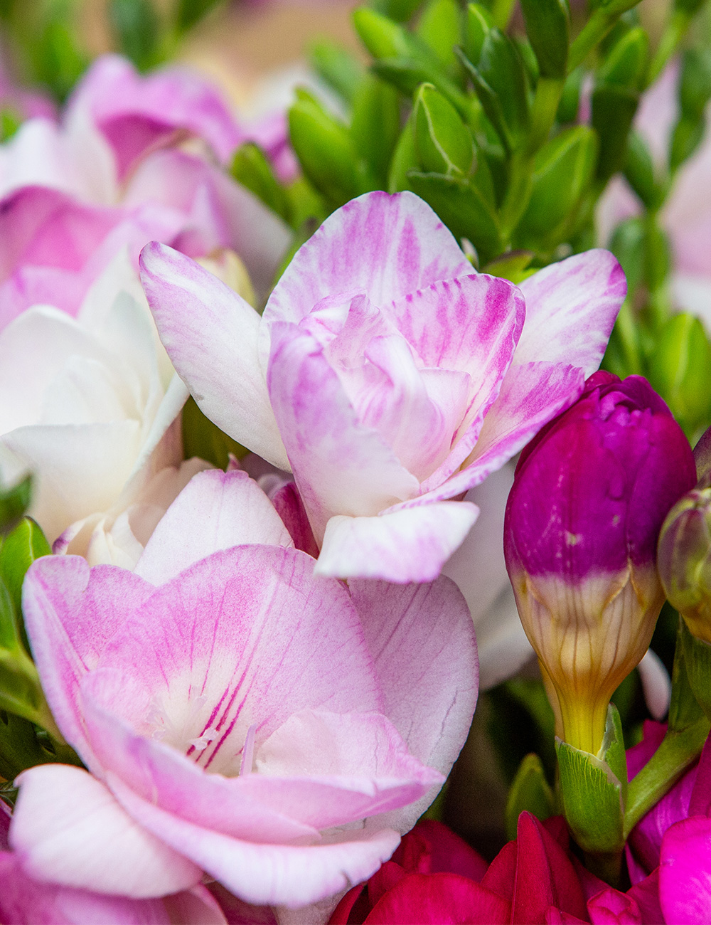 Fantasia Freesia 'Honeymoon'