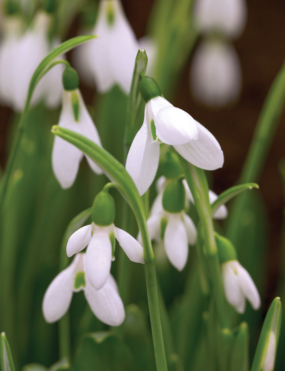 Galanthus 'Elwes's Snowdrop'