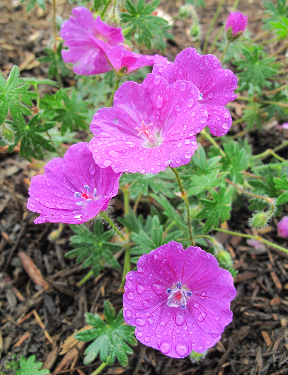 Geranium 'Little Bead'