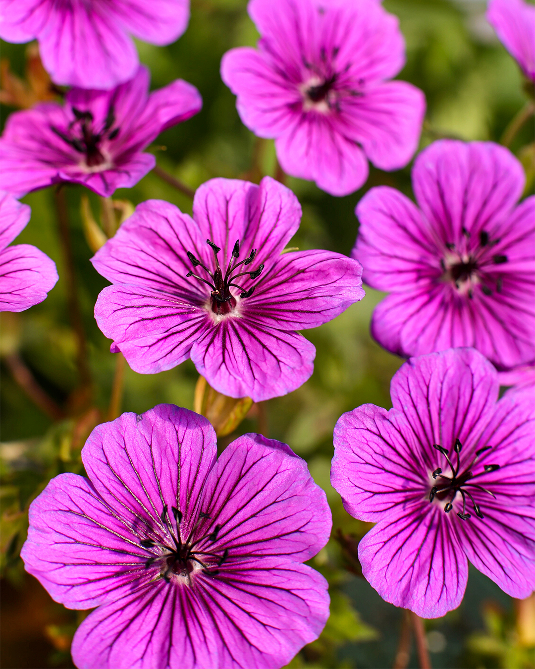Geranium Daily Purple