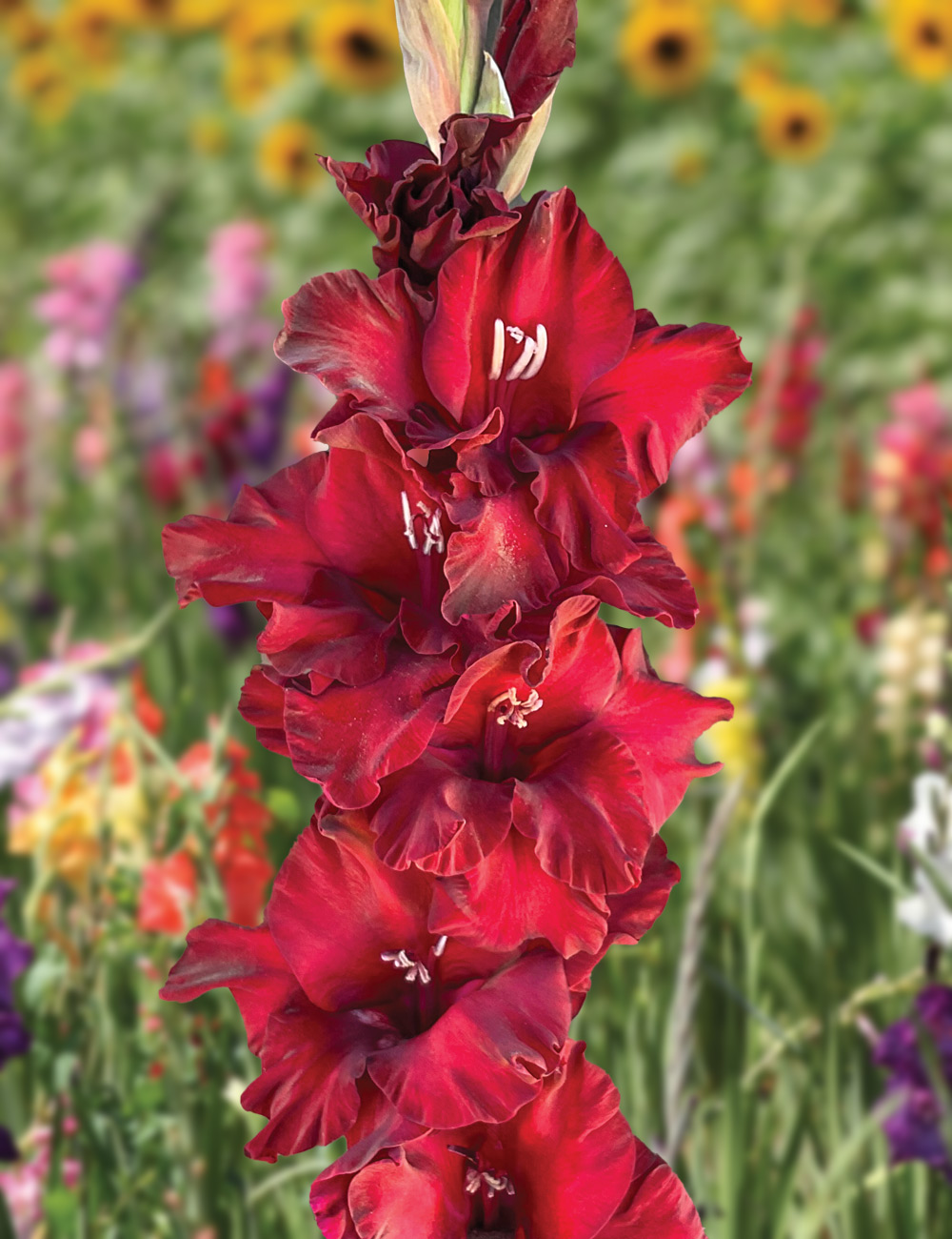 Gladioli 'Barcelona'