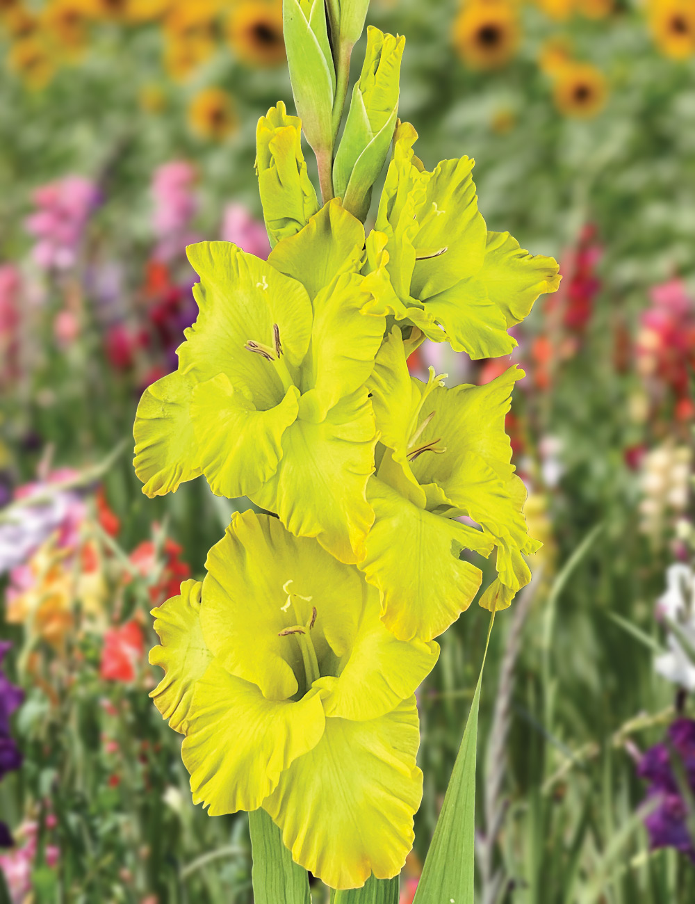 Gladioli 'Delights Blitz'