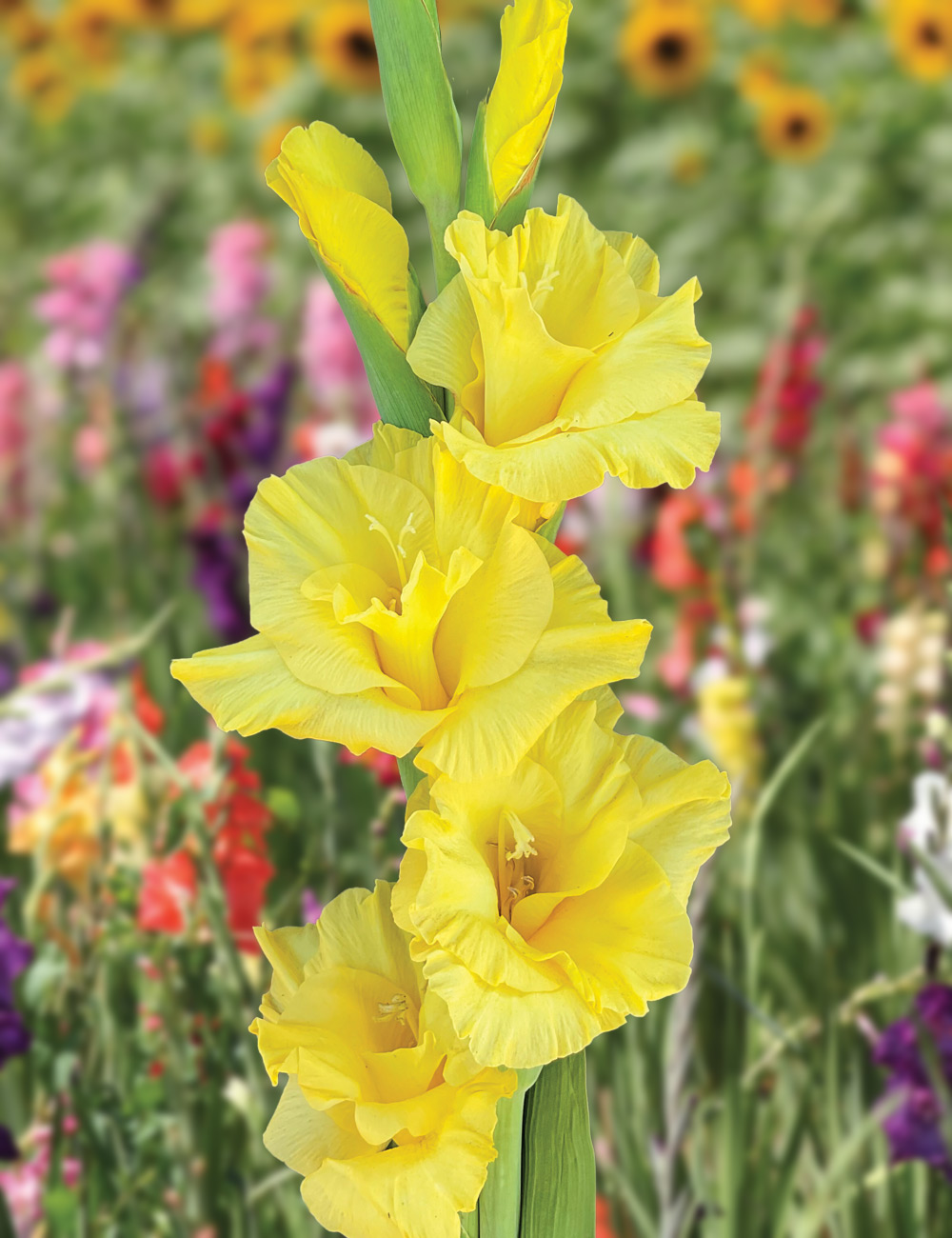 Gladioli 'Bra Val'