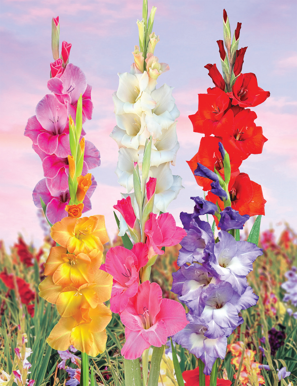 Gladioli Collection