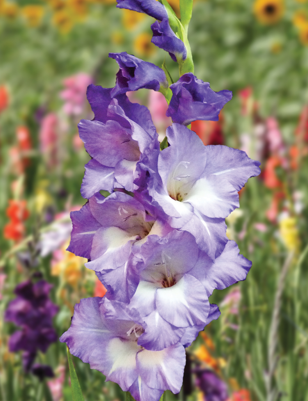 Gladioli 'Nori'