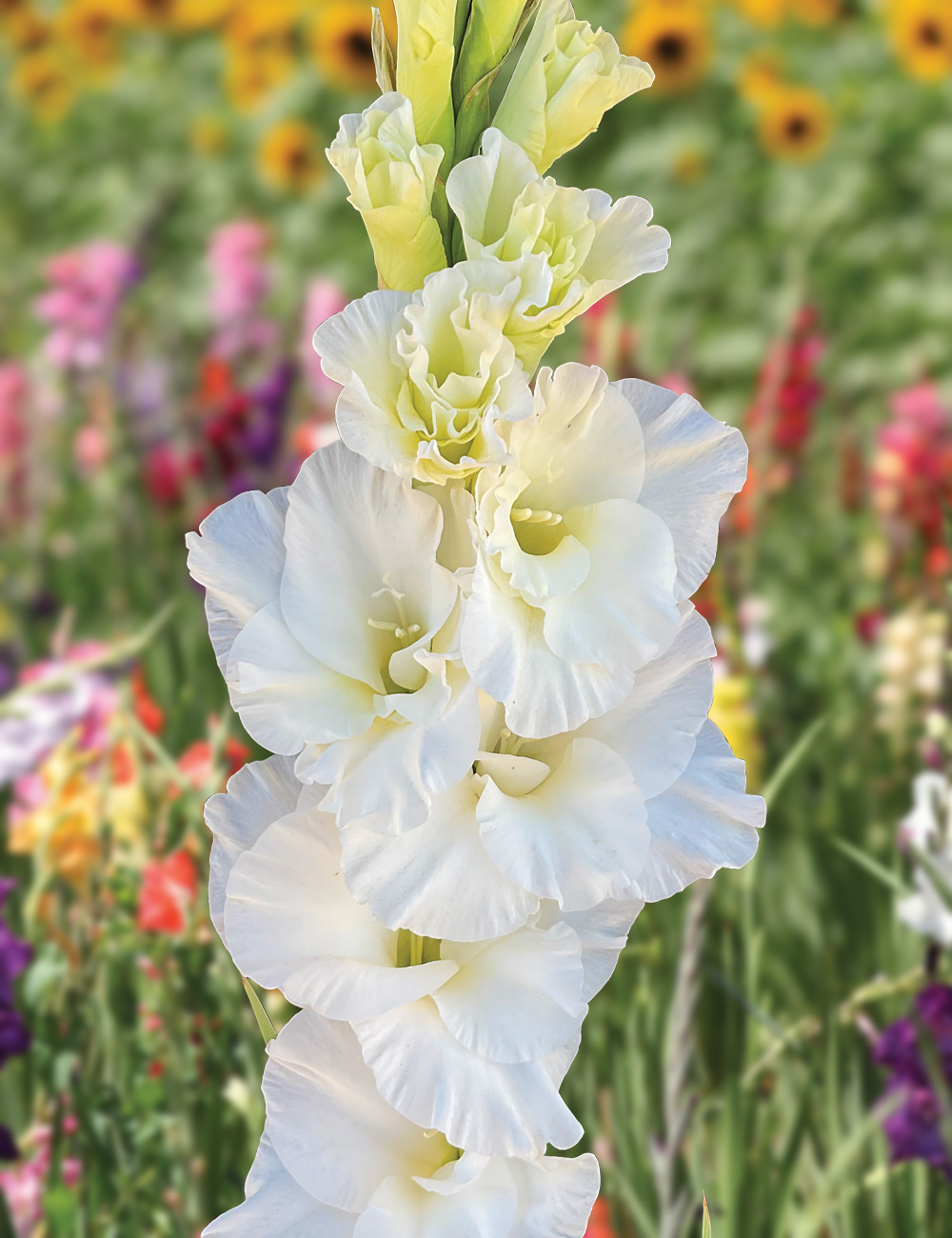 Gladioli 'Bako'