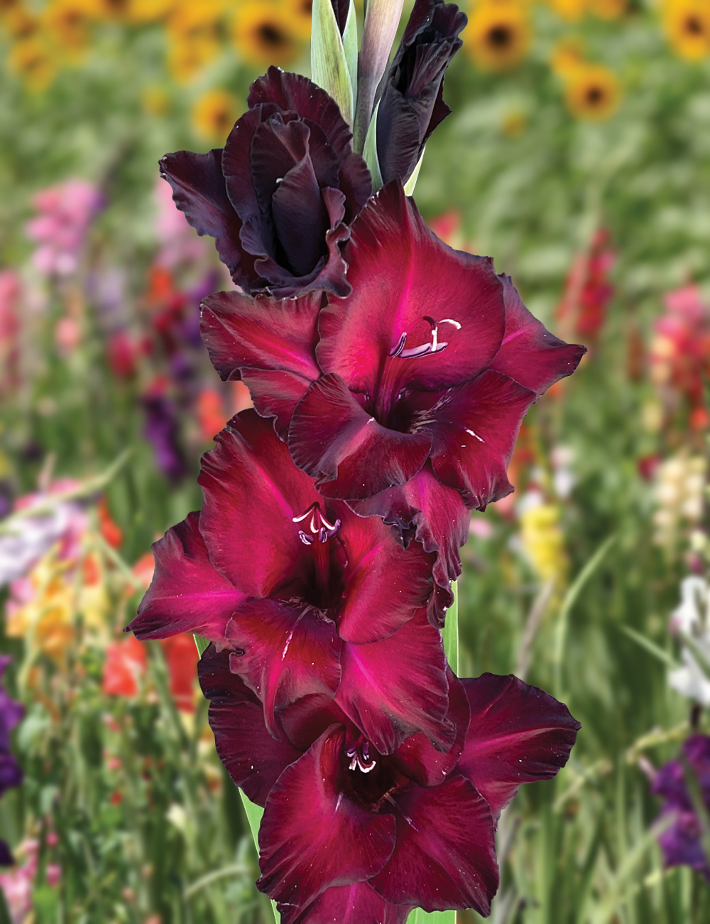 Gladioli 'Black Surprise'