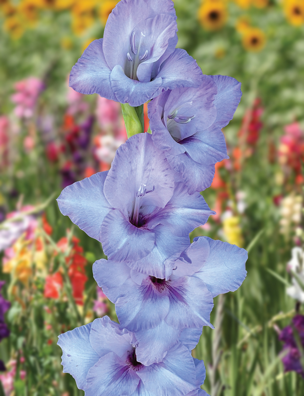 Gladioli 'Blue Topic'