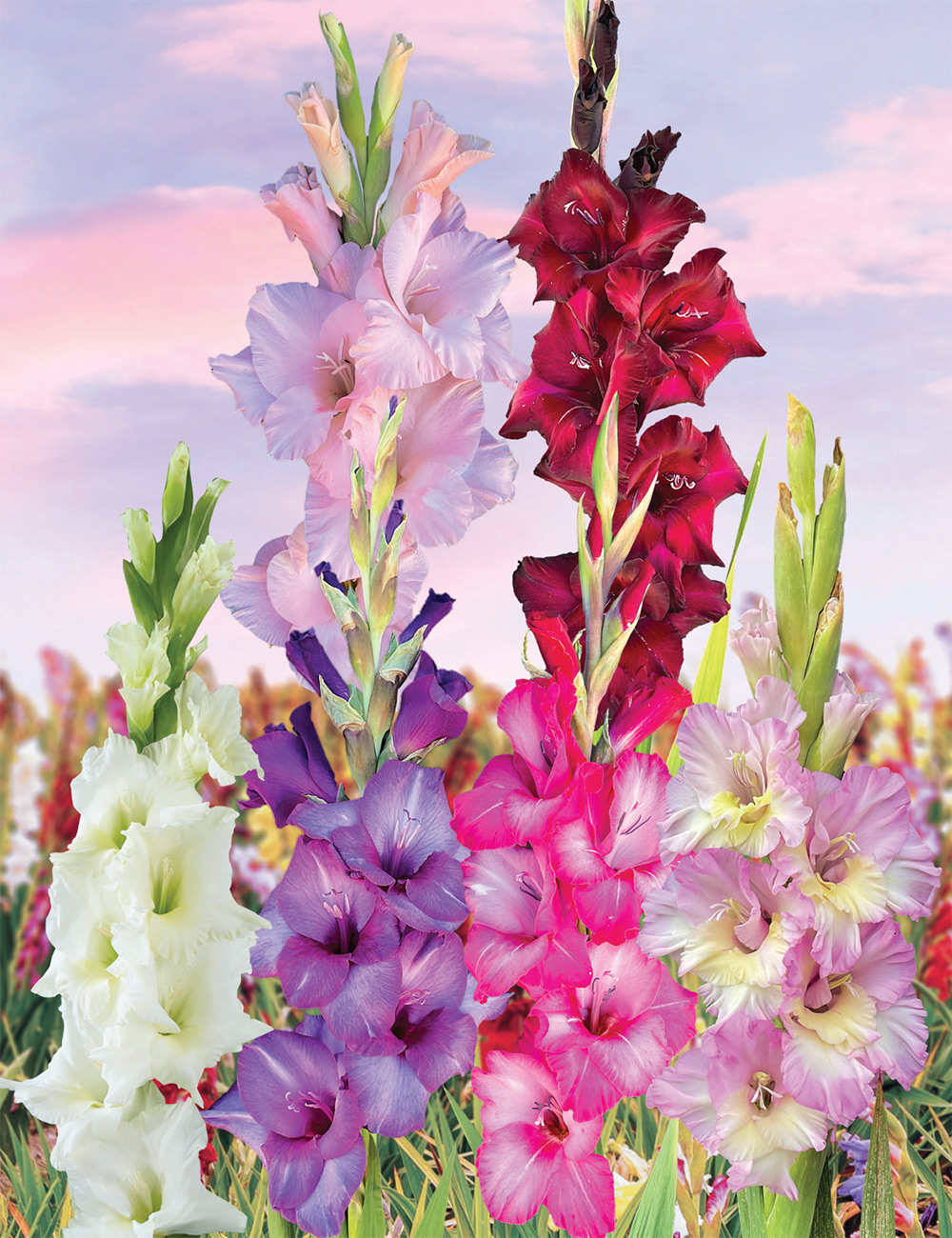Gladioli - Show Stoppers Collection