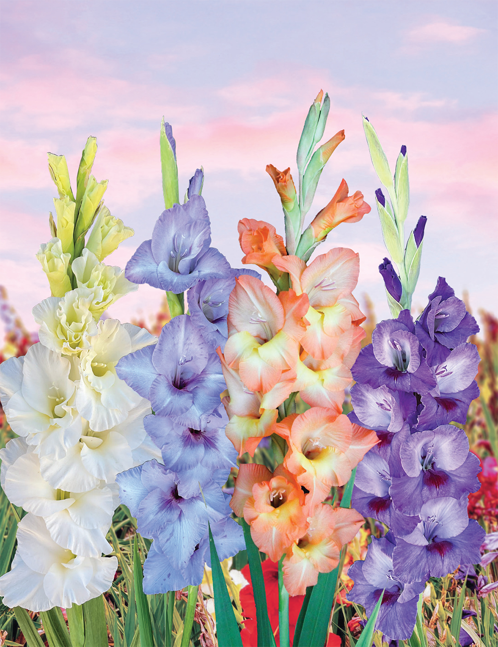 Gladioli - Show Stoppers Collection