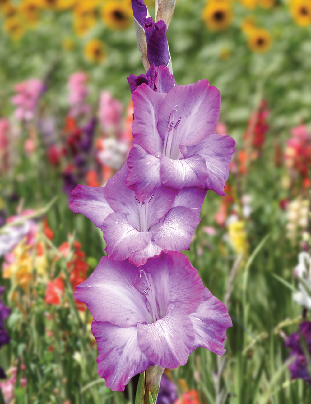 Gladioli 'Chemistry'