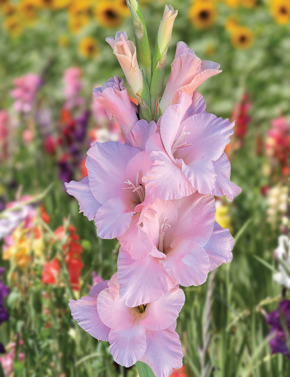 Gladioli 'Jarama'