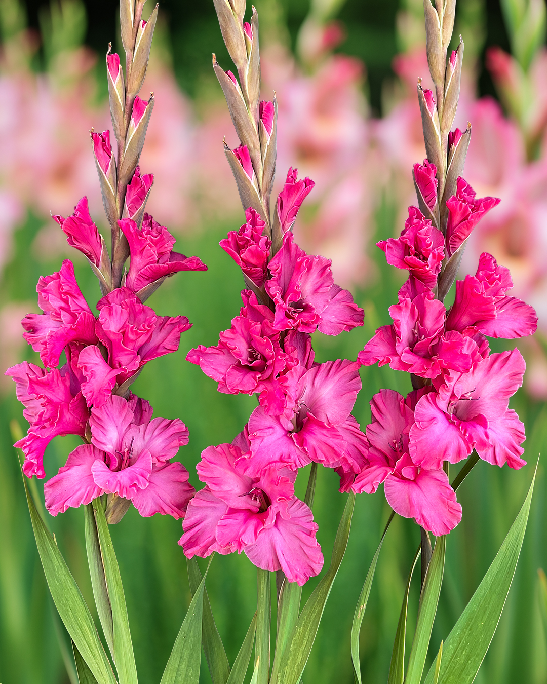 Gladioli 'Kingston Ruffle'