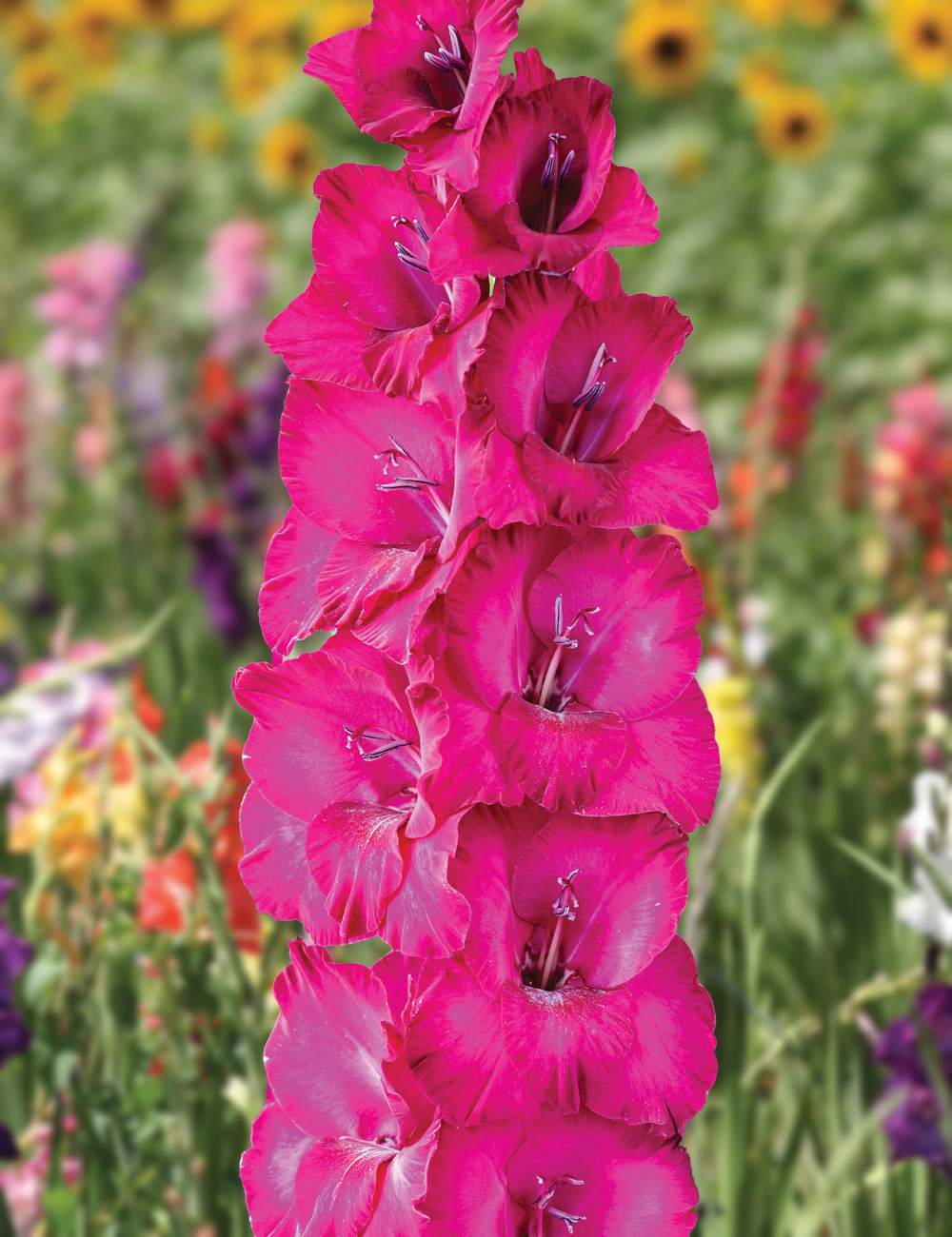 Gladioli 'Mystic Magenta'