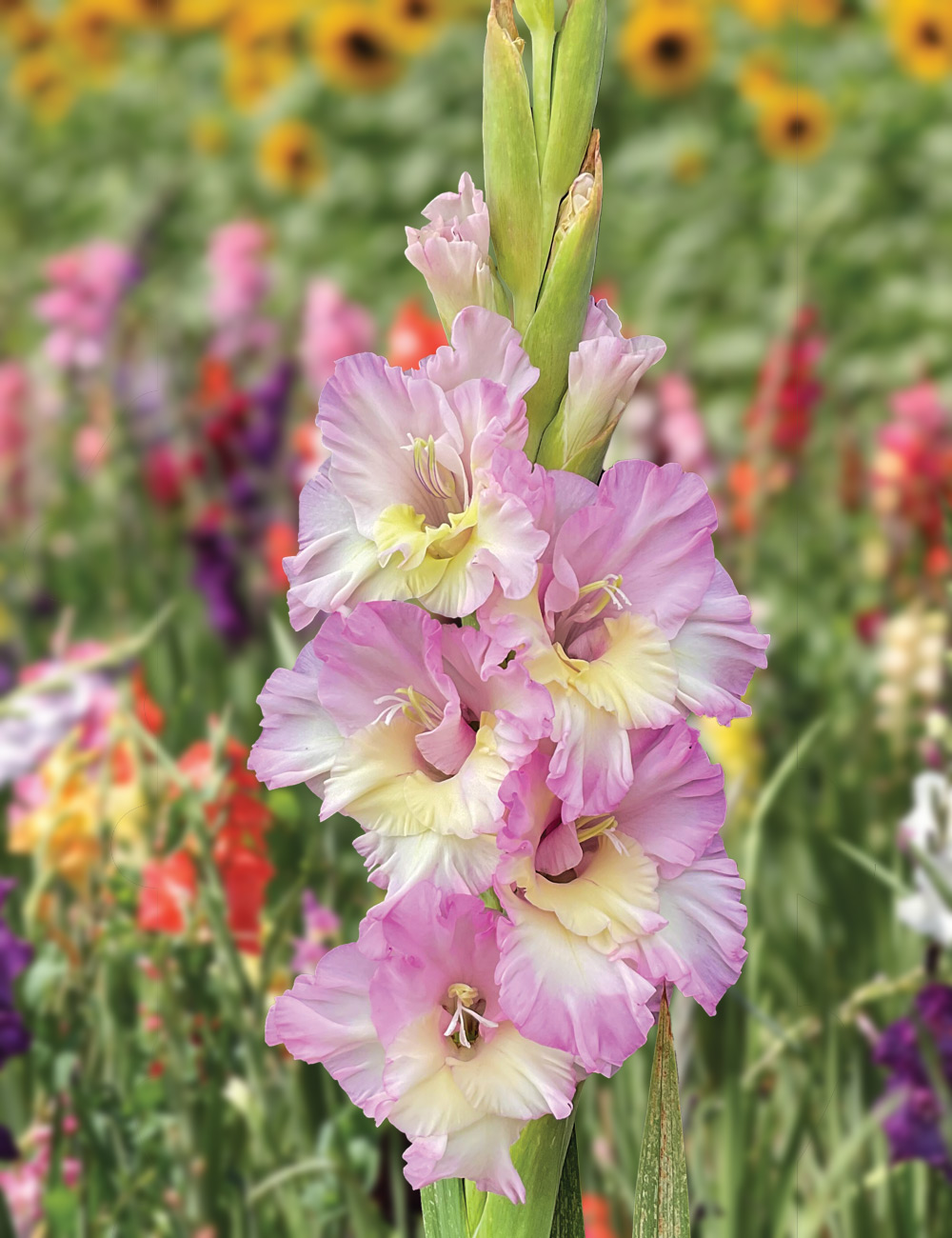 Gladioli 'Magenta Princess'