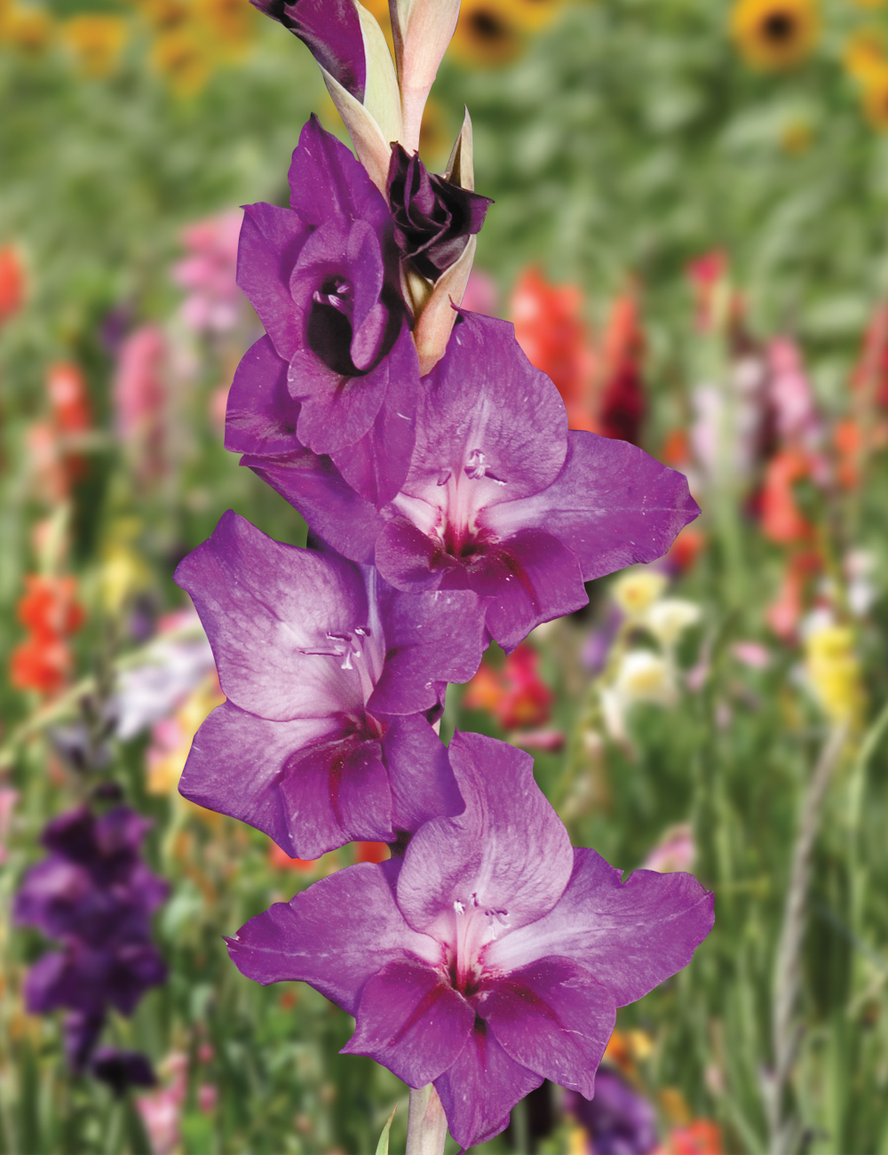 Gladioli 'Purple Flora'