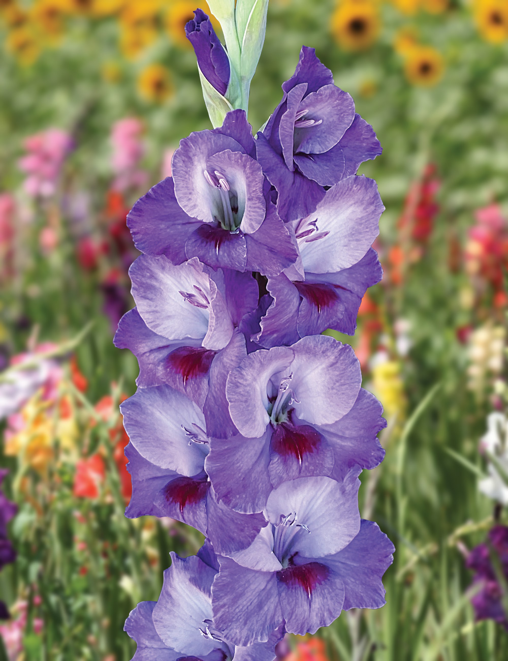 Gladioli 'Purple Party'