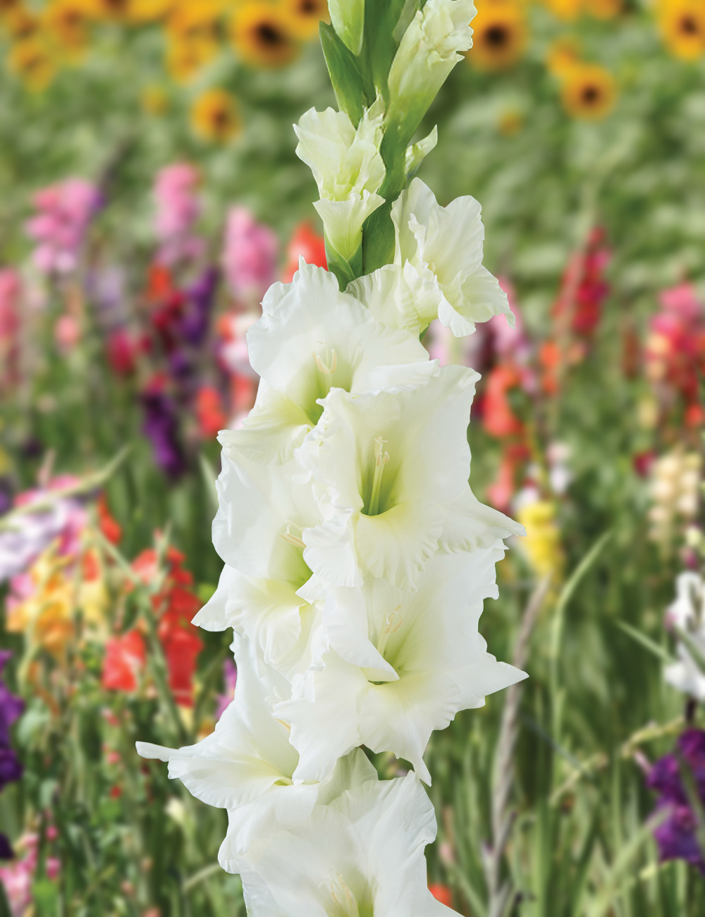 Gladioli 'Senvion'