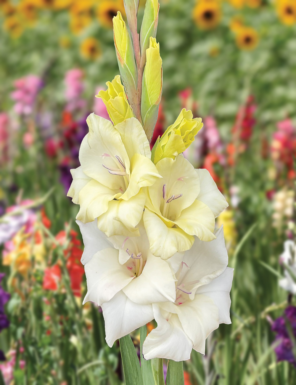 Gladioli 'Glamini Amber'