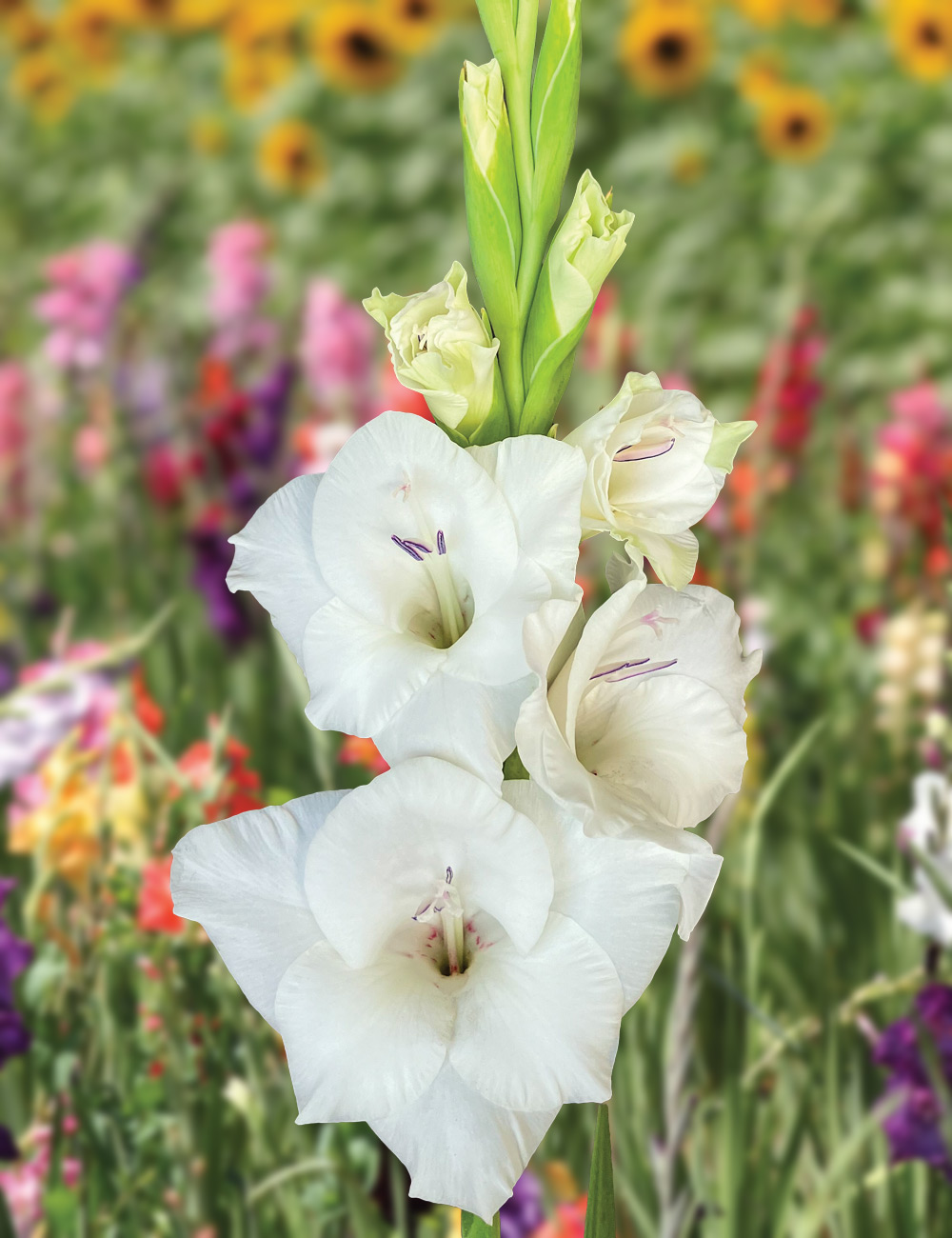 Gladioli 'Glamini Blondie'