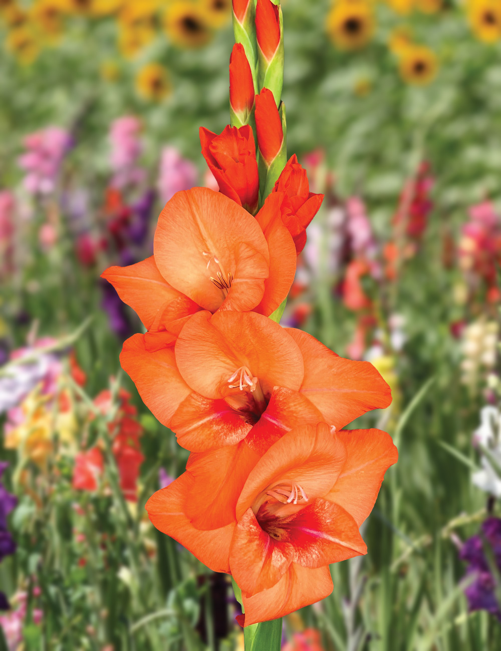 Gladioli 'Glamini Jenny'