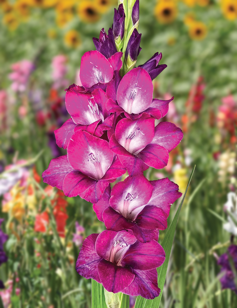 Gladioli 'Glamini Kim'