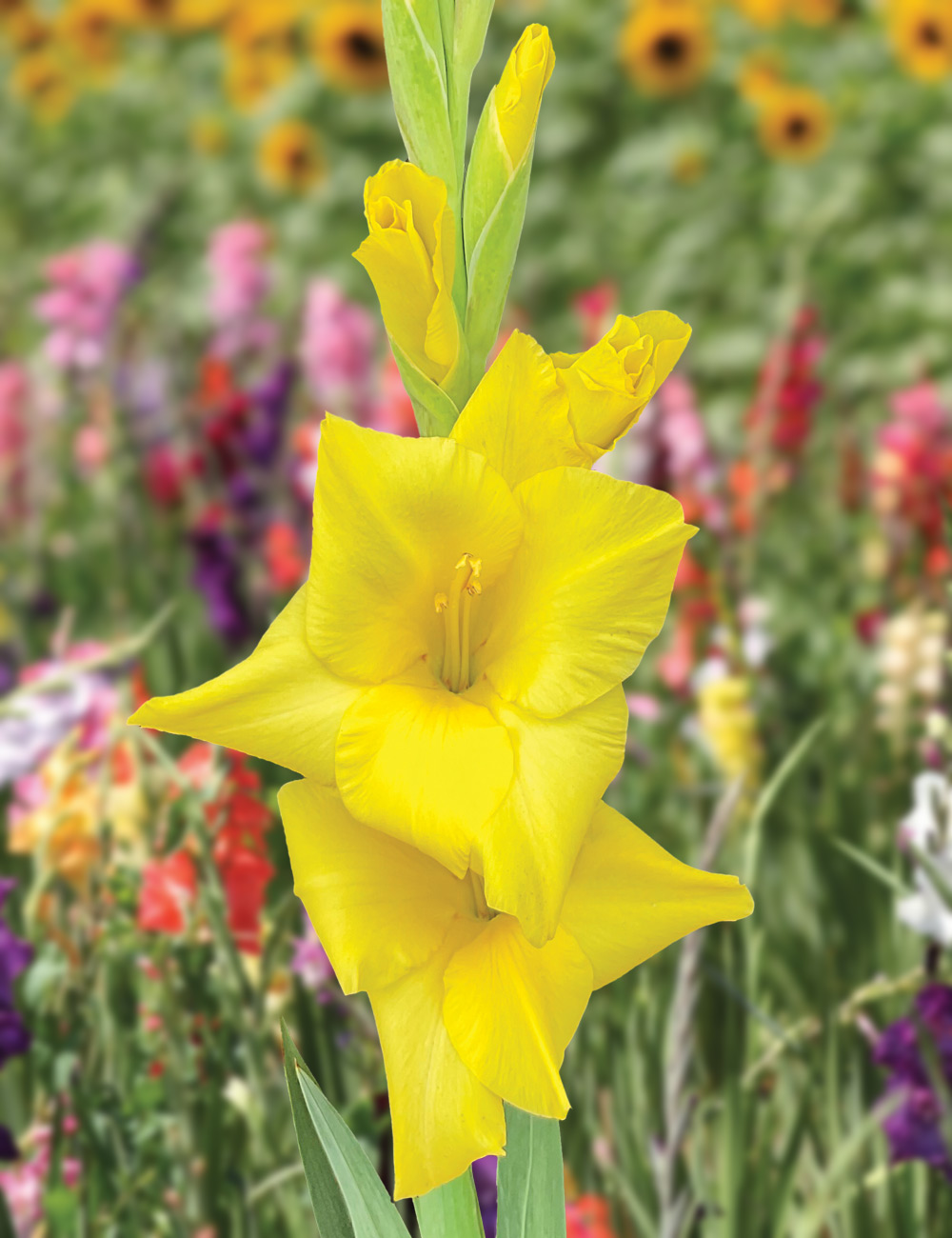 Gladioli 'Glamini Luna'