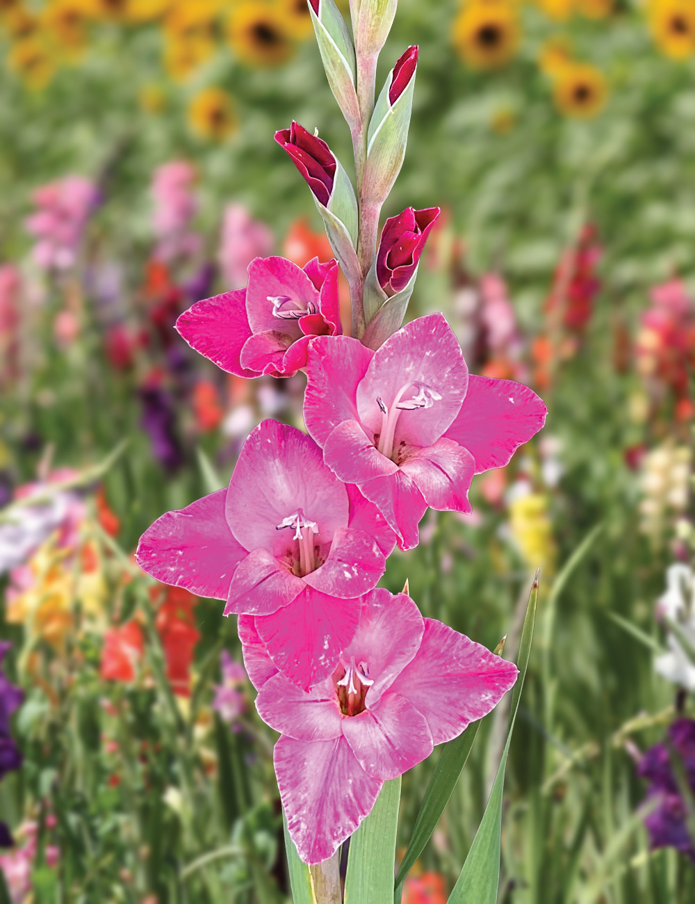 Gladioli Glamini 'Lizzy'